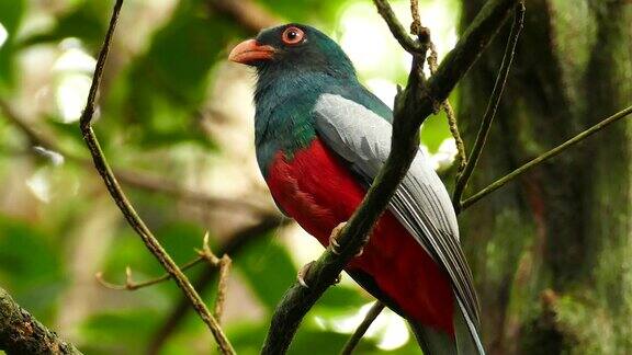 色彩鲜明的巴拿马鸟红胸绿喉-HD