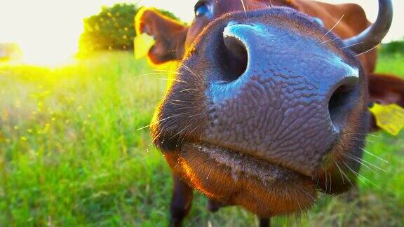 牛在田野里吃草的特写慢镜头