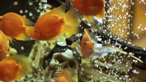 金鱼在鱼缸里游泳气泡