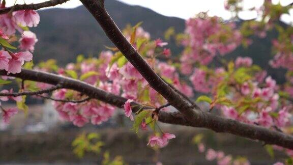 樱花春天盛开