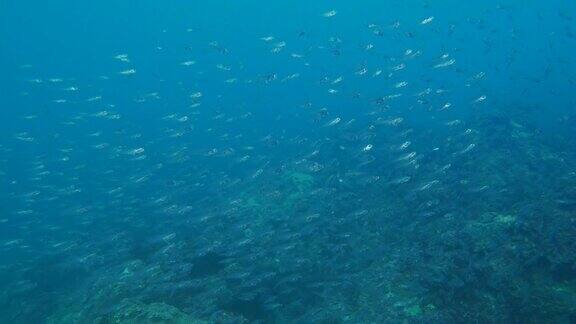 在暗礁中成群游动的小珊瑚鱼