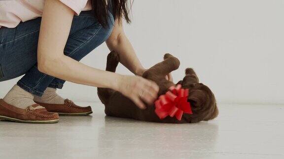 一名年轻女子与躺在地板上的可爱的拉布拉多小狗玩耍