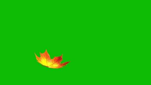 绿屏上飞扬的枫叶无缝循环