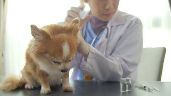 兽医正在准备疫苗