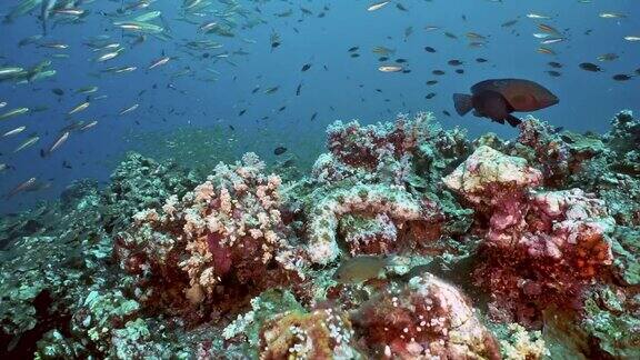 水下珊瑚礁海景蕴藏着丰富的生物