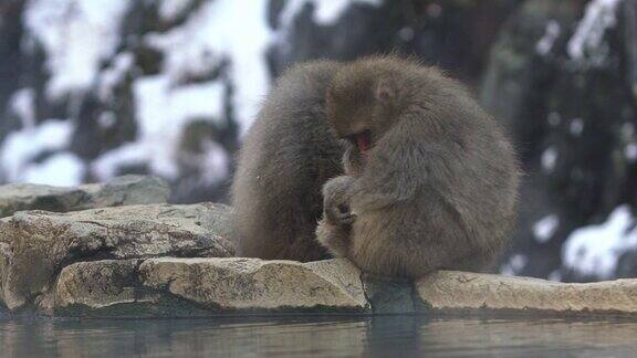 慢镜头著名的雪猴在天然温泉中饮水