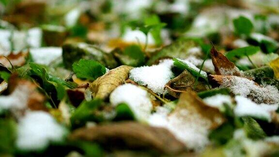 地上的第一场雪霜草和叶子宏观的视频