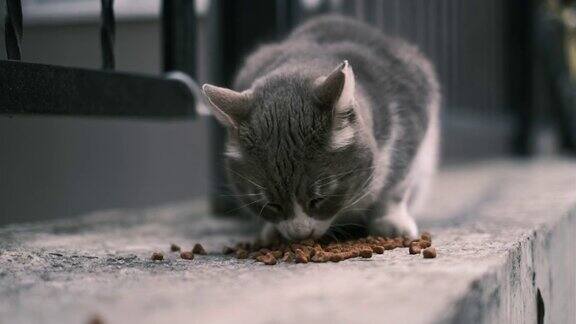 流浪猫吃食物
