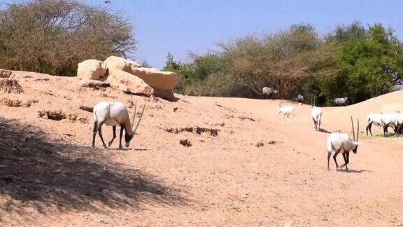 一群阿拉伯羚羊