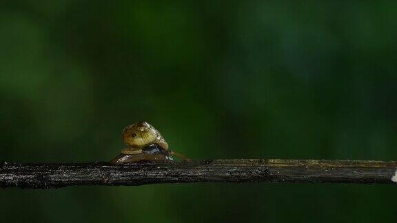 在雨林的树枝上行走的蜗牛