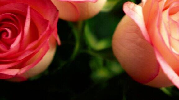 近距离的节日粉红玫瑰旋转情人节的鲜花鲜花交付生长的玫瑰选择性聚焦浅景深