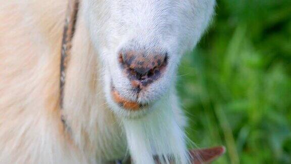 一只没有角的白山羊在田野里吃草山羊吃草特写镜头山羊吃草