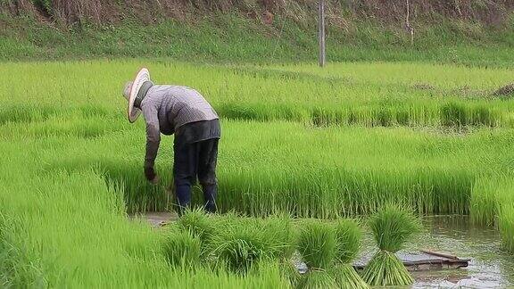 亚洲概念的生活方式在草地梯田上耕作的农民在梯田里种水稻的农民