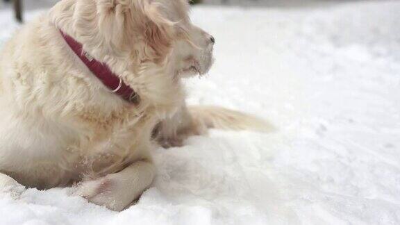 大自然中的宠物一只美丽的金毛猎犬坐在冰雪覆盖的森林里