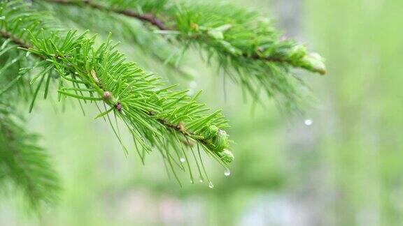 冷杉树枝上的雨滴在风中摇曳