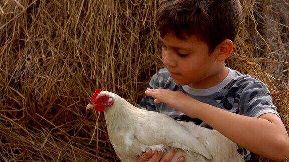 农夫黑头发的男孩正在抚摸一只鸡