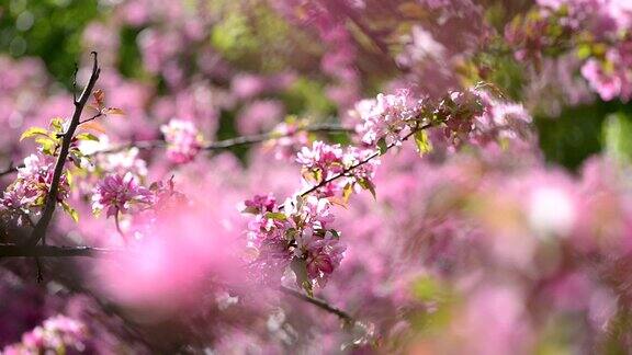 苹果花