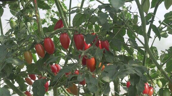 西红柿生长在农场的温室里农业和农业