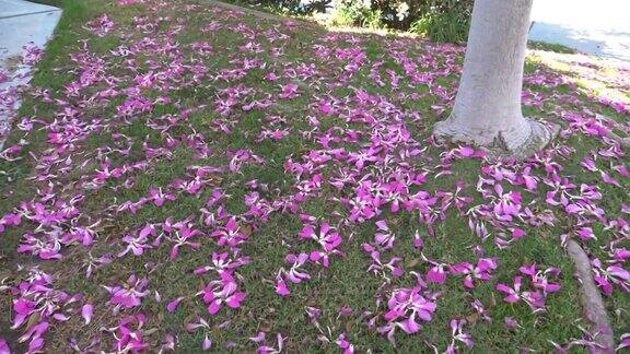 丝绵树的花瓣在地上慢镜头180fps