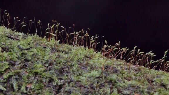 热带雨林中的苔藓