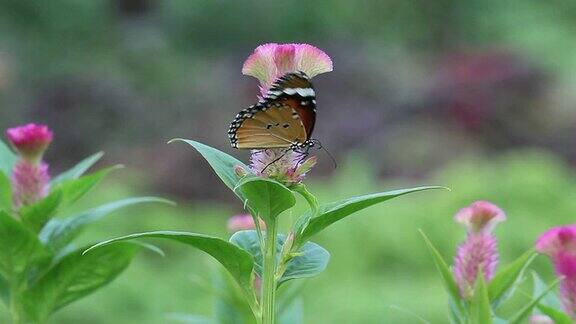 粉红花上的蝴蝶