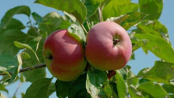 特写树枝上的苹果在种植园种植水果