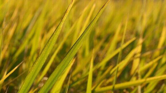 秋风中的稻田背景
