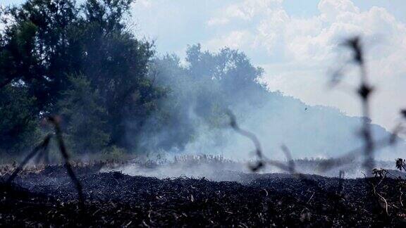 烟熏黑的树木烧毁了田野