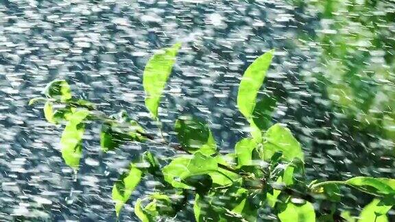 雨水落在绿叶上