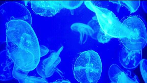 一群水母在海底里游动着