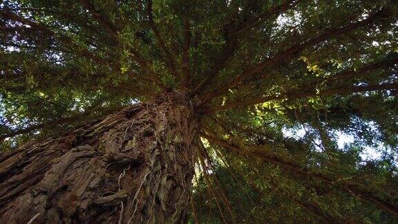 天空下森林里的一棵大树的4k镜头
