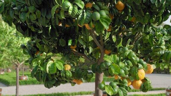 一棵绿色的树上面长着橘子背景是一丛柑橘树这些柑橘树耸立在大木盆里慢镜头特写