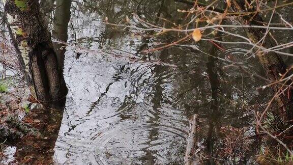 雨水落在湖中的特写镜头森林里的干植物树枝