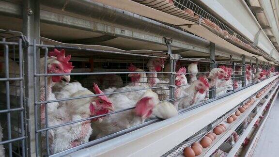 平移画面一个大型鸡蛋生产农场里拥挤的鸡