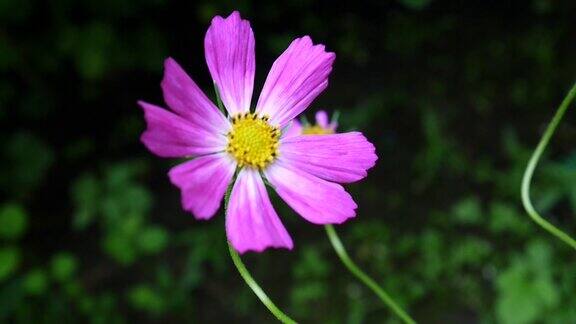 花坛上美丽的宇宙花近距离