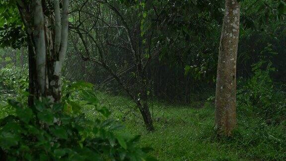 雨滴落在绿叶上