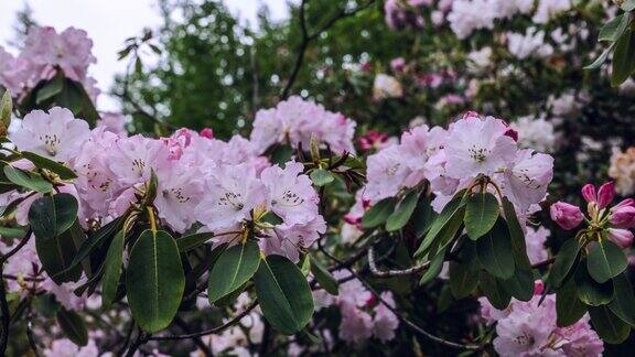 高山杜鹃花在川西高原上盛开