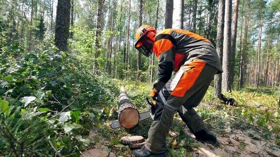 伐木工人正在森林里砍伐树木