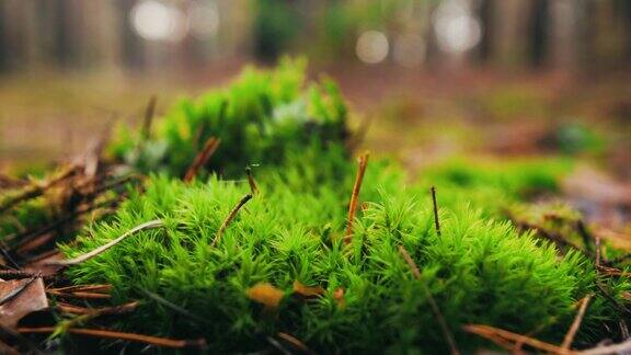 森林里的绿色苔藓