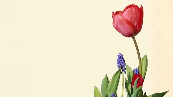 春天的花:红色的郁金香和蓝色的风信子