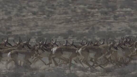 一群叉角羚在奔跑