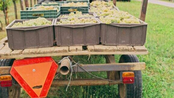 拖拉机拉新鲜成熟的葡萄收获葡萄园实时
