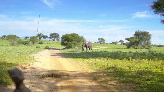车内拍摄非洲大象狩猎