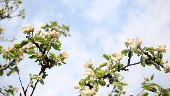 苹果树枝开花了