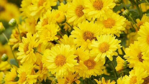 花园里有黄色的菊花