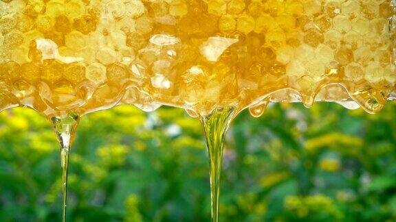 蜂蜜从蜂房滴下的自然背景