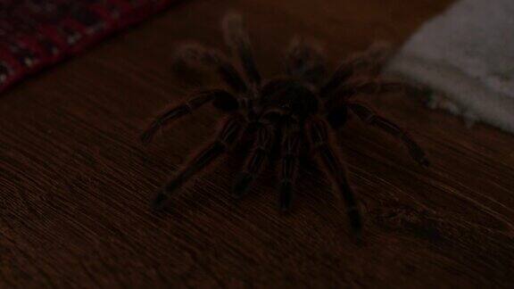 又大又多毛的蜘蛛GrammostolaRosea躺在地板上惊恐万分