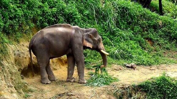 森林里的亚洲象