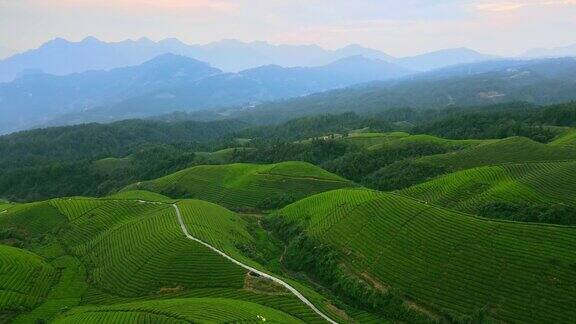 鸟瞰山上的茶园