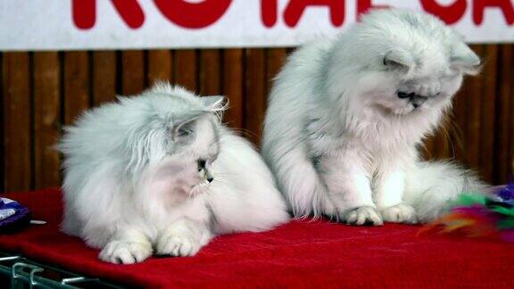 两只毛茸茸的白猫在玩耍